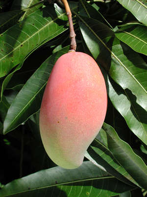 Pulpa de Mango - Procesadora y Dulces de Colima, S.P.R. de R. L.